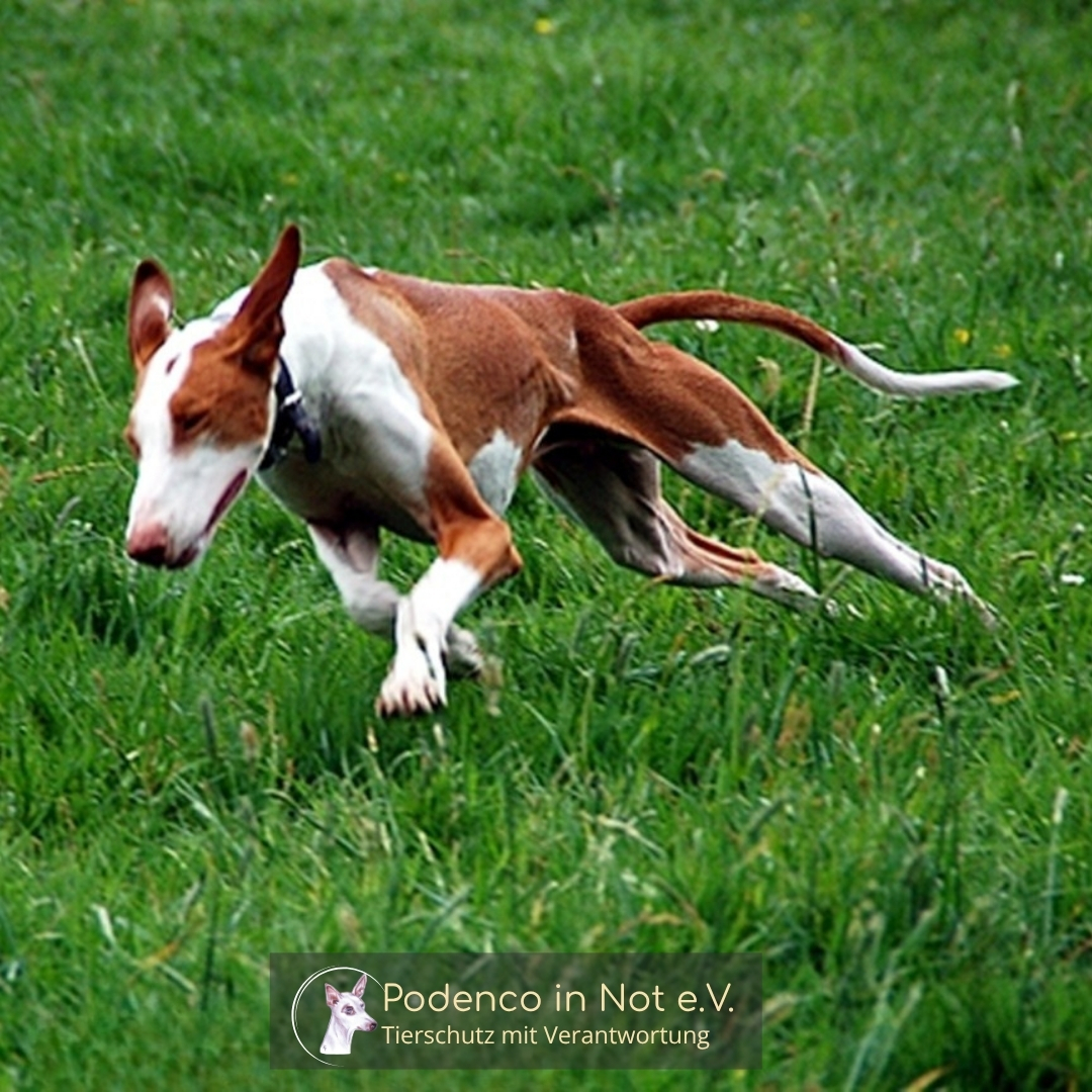 Podenco Jagdhund