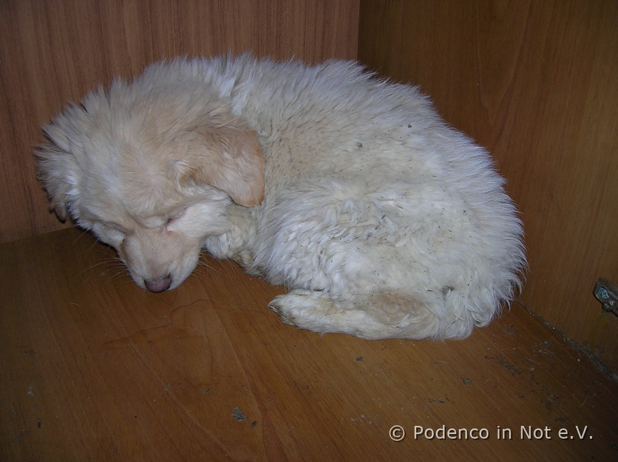 ein Welpe, der im Schrank lebte