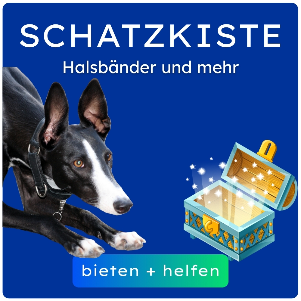 Schatzkiste - Windhundhalsbänder stöbern Schatzkiste - Windhundhalsbänder stöbern