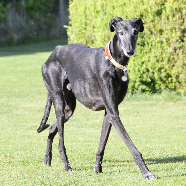 Shajoum - unvergessen