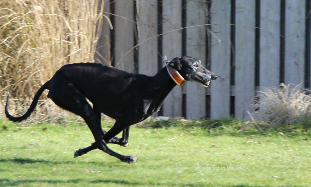 Shajoum - unvergessen