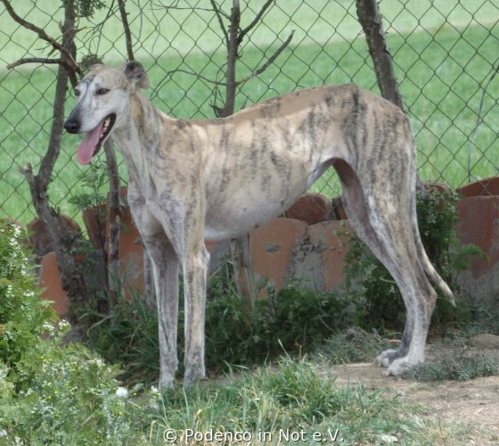 Galga Shalin