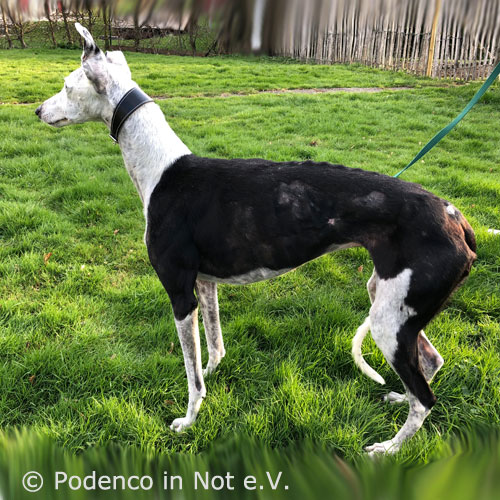 Shaeyena Galga