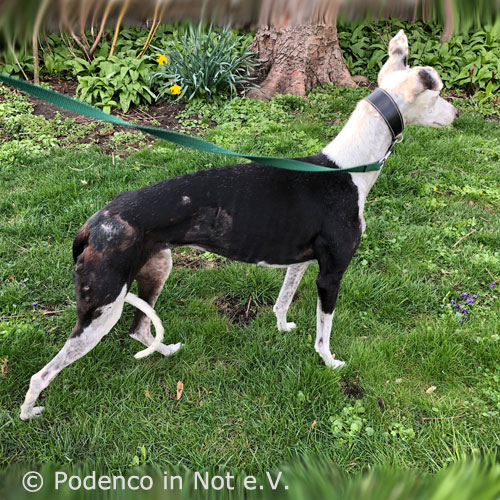 Shaeyena Galga