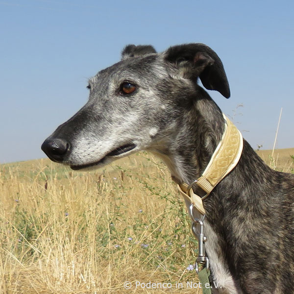 Shivani (Galgohündin) Shivani (Galgohündin)