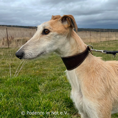 Sila (Galga)