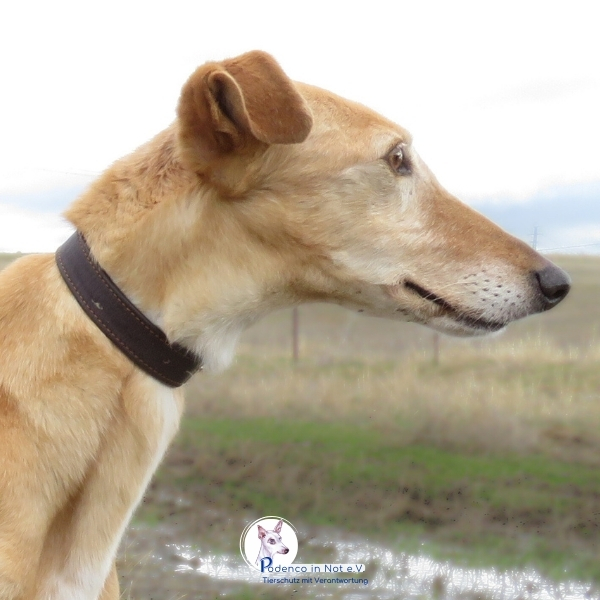 Siwa (Galga) Siwa (Galga)