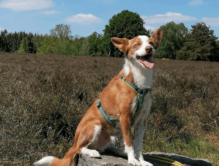 Taavi