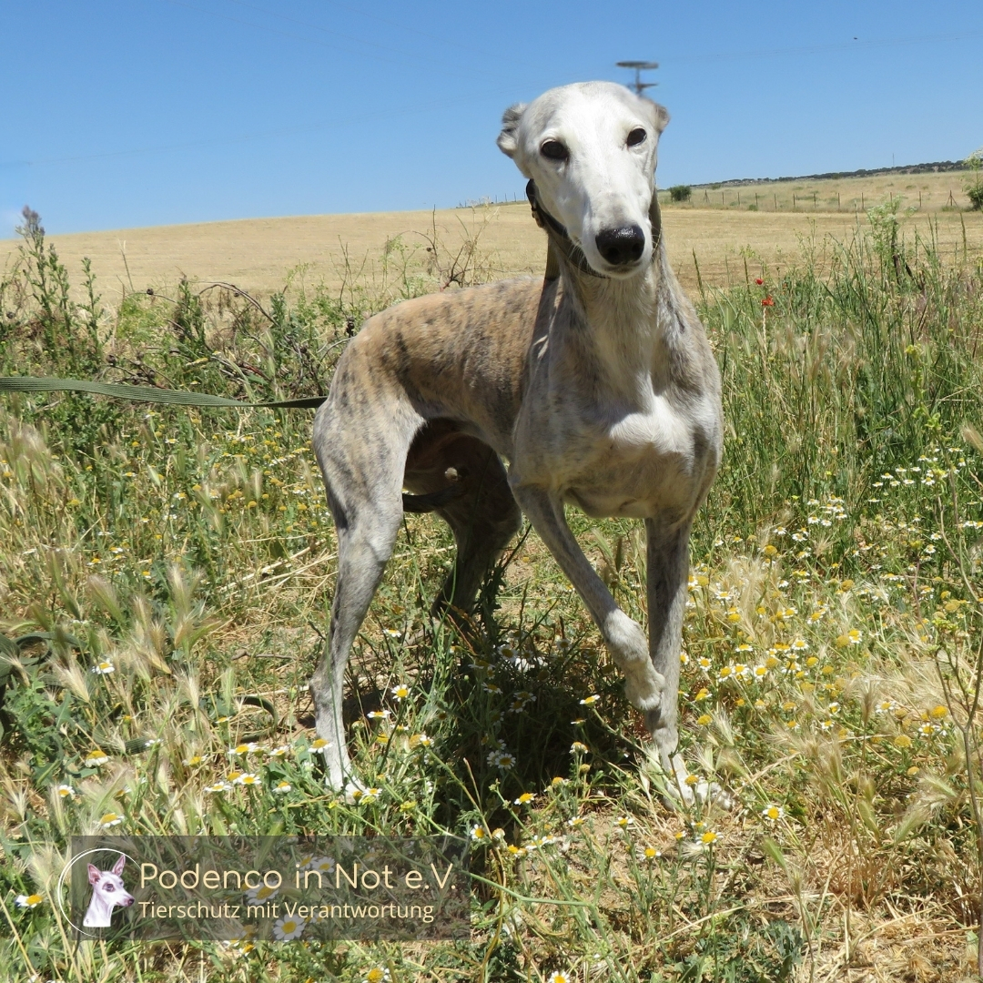 Tadisa (Galga)