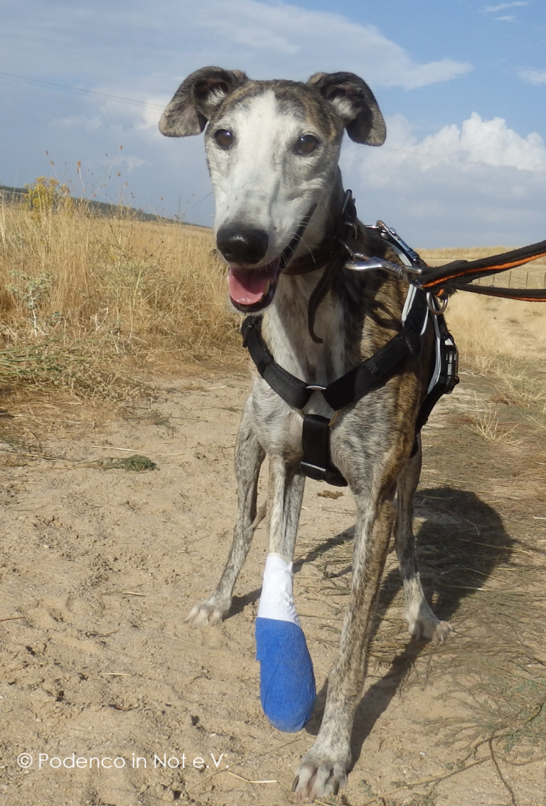 TADISA Galga (w, gestromt, geb. ca. 01.09.2016, Schulterhöhe 60 cm