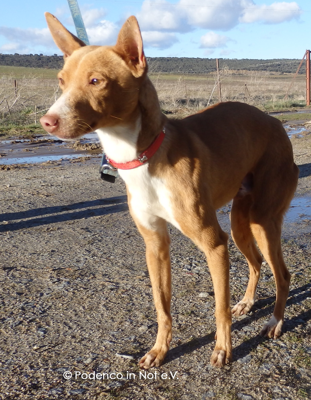 Immer mehr Hunde finden in Spanien ihr Zuhause Podencos und Galgos