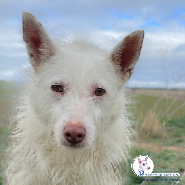 Tameru (Podencomix) Tameru (Podencomix)