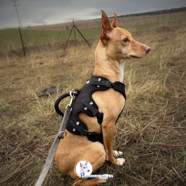 Tovi (Podenco)