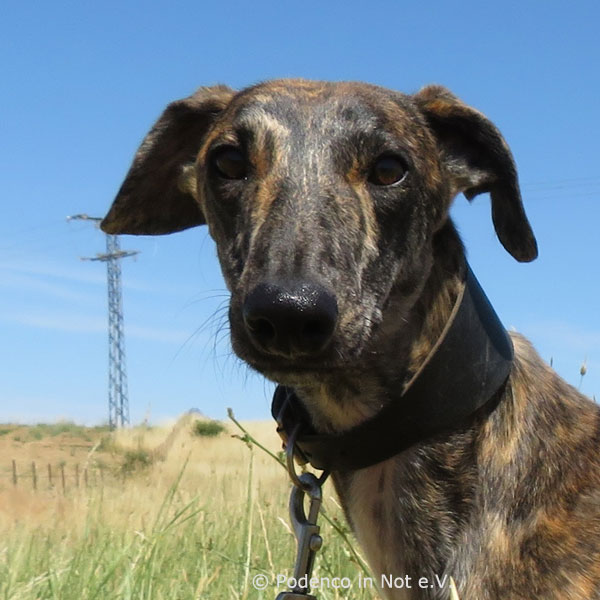 Tychon (Galgo) Tychon (Galgo)