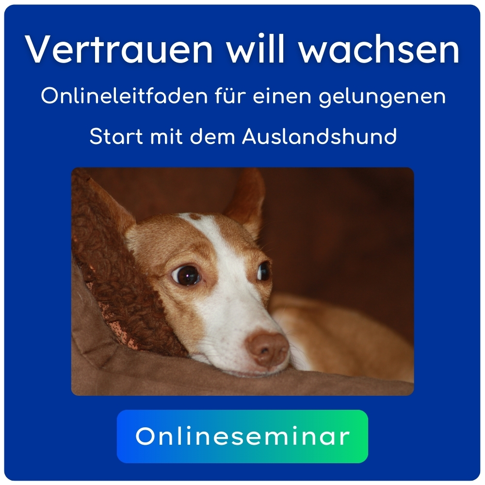 Vertrauen will wachsen Den Hund aus dem Ausland verstehen und begleiten. Onlineseminar. Die tierische Sicht.