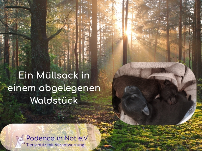 Welpen gefunden 07.26
