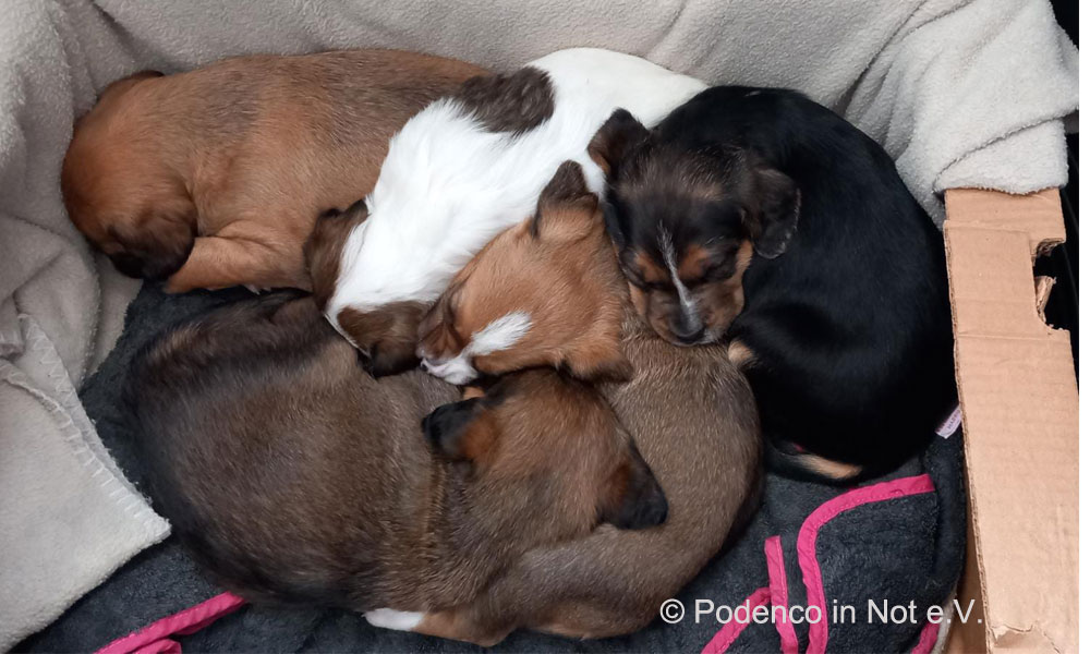 Welpen im Tierheim