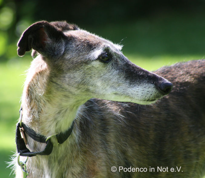 Yaeela (Galga)