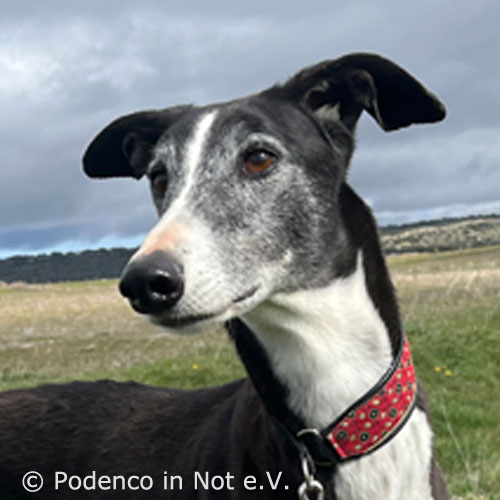 Galgo Yael