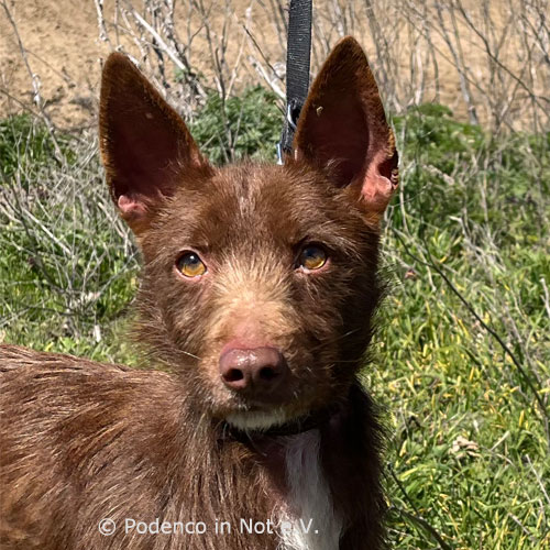 Yashin Podenco