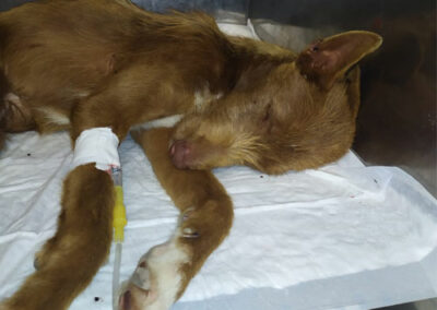 Yashin Podenco
