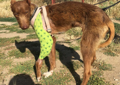 Yashin Podenco