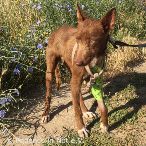 Yashin Podenco