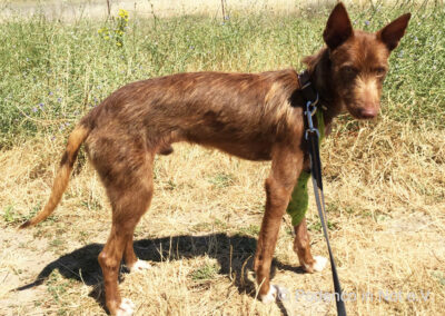 Yashin Podenco
