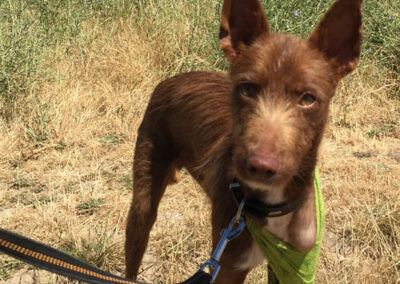 Yashin Podenco