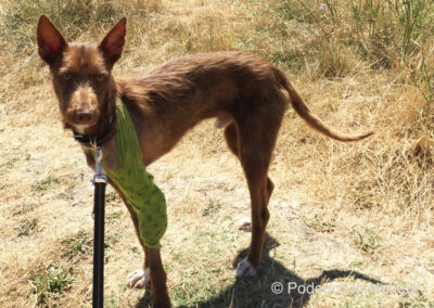 Yashin Podenco