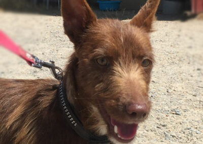 Yashin Podenco