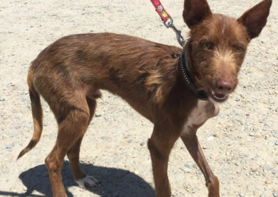 Yashin Podenco