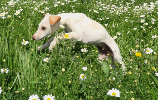 Galgo Yeray