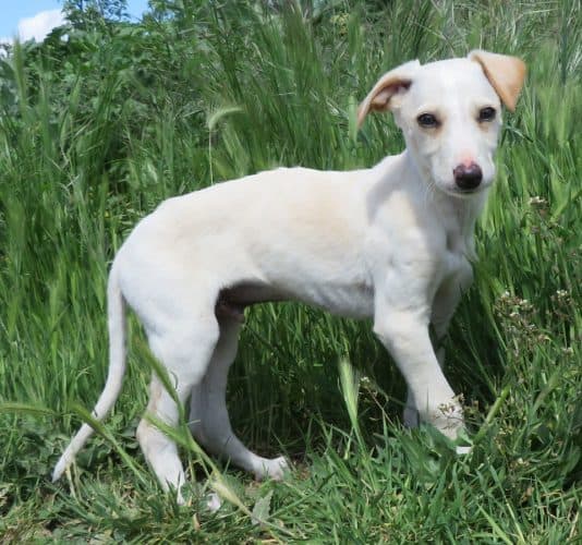 Galgo Yeray