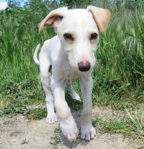 Galgo Yeray