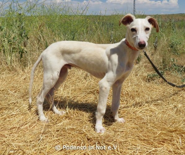 Galgo Yeray
