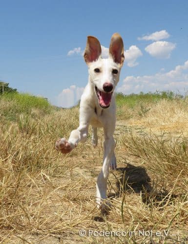 Galgo Yeray