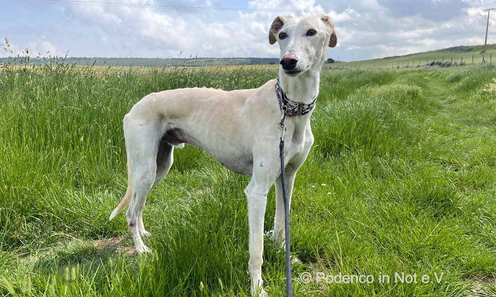 Yeray (Galgo)