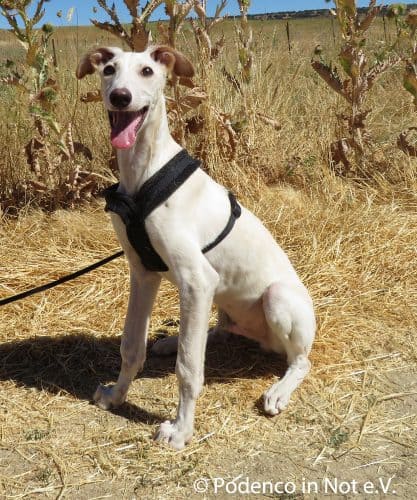 Galgo Yeray