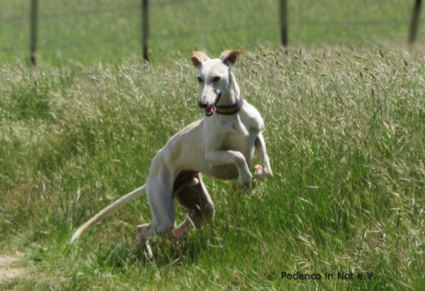 Galgo Yeray