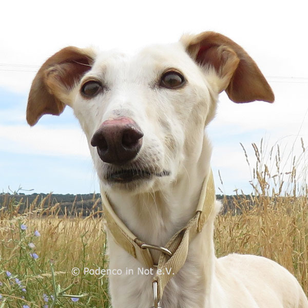 Yeray (Galgo) Yeray (Galgo)