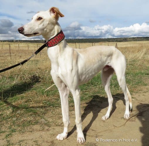 Galgo Yeray
