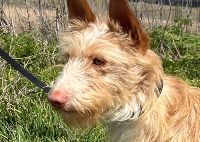 Yori Podenco