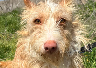 Yori Podenco