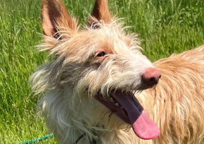 Yori Podenco