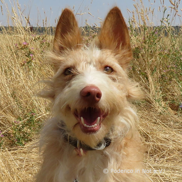 Yori Podenco