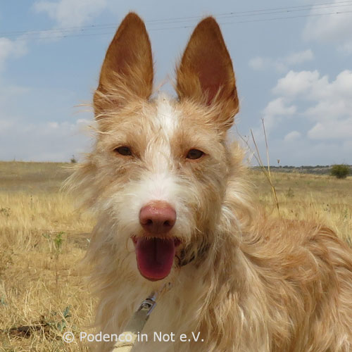 Yori Podenco