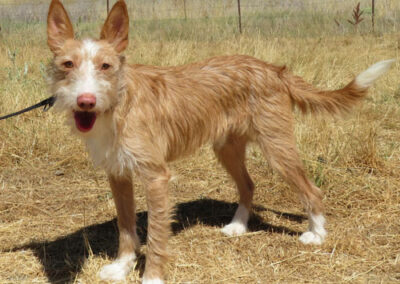 Yori Podenco