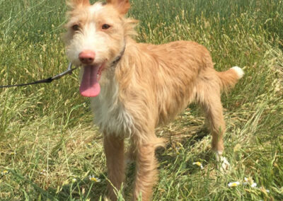 Yori Podenco