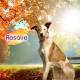 Rosalie
